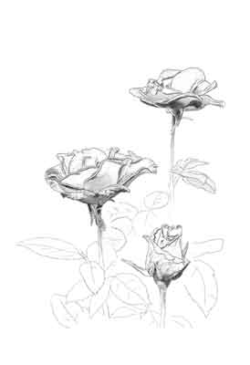 Digital Drawing: Roses 1